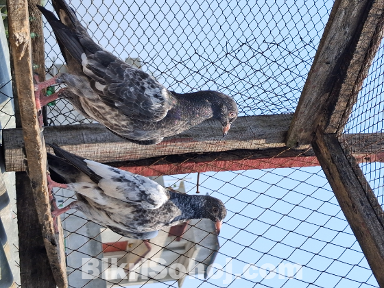 পাকিস্তানি কাসুরি বেবি